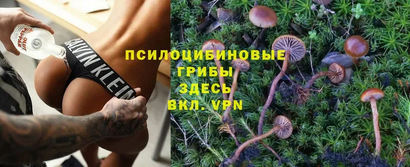 Галлюциногенные грибы Psilocybine cubensis  МЕГА tor  Кувшиново 